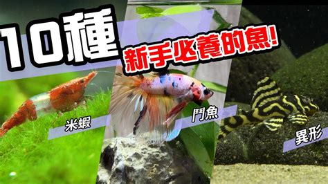 養魚的種類